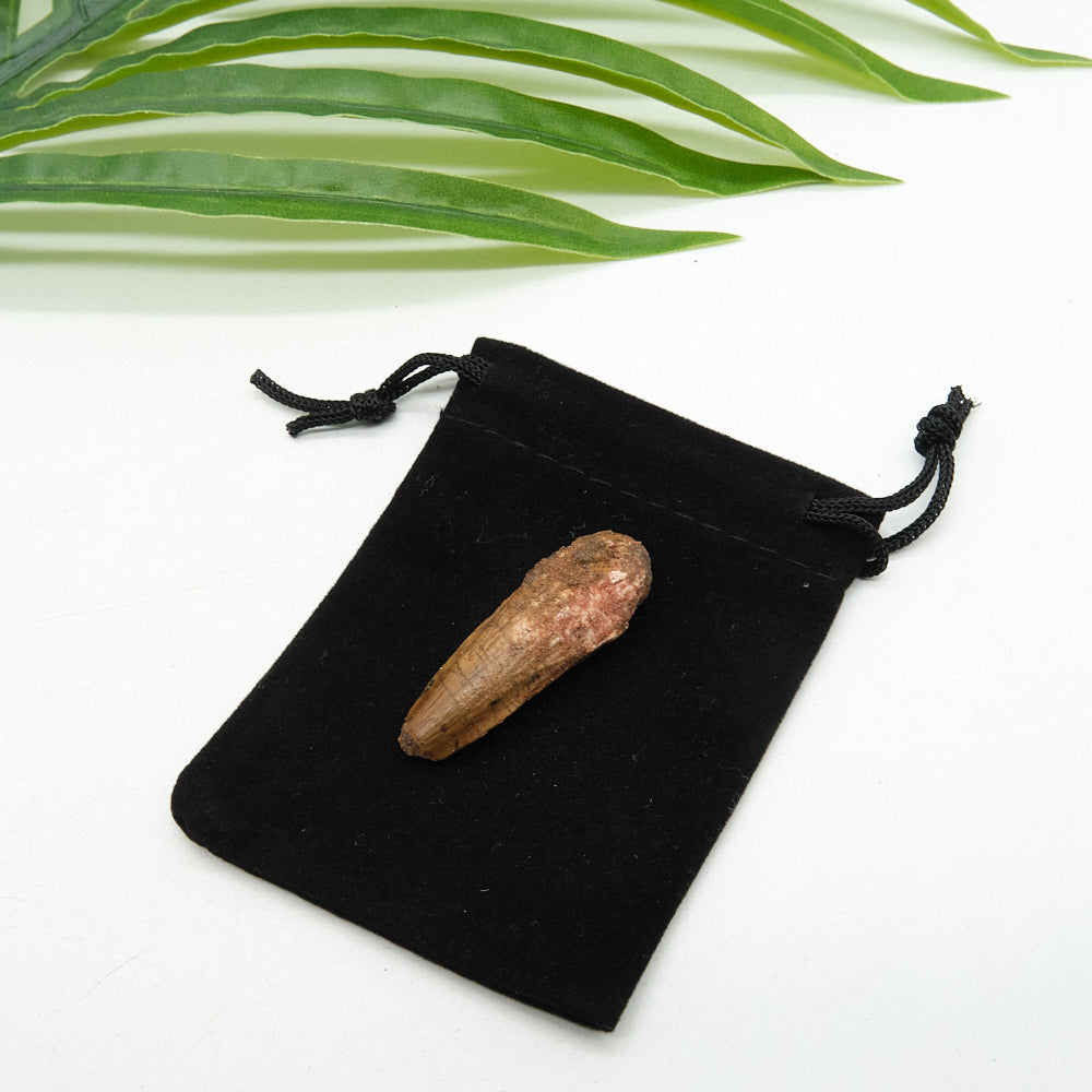 Genuine Spinosaurus Dinosaur Tooth 4cm