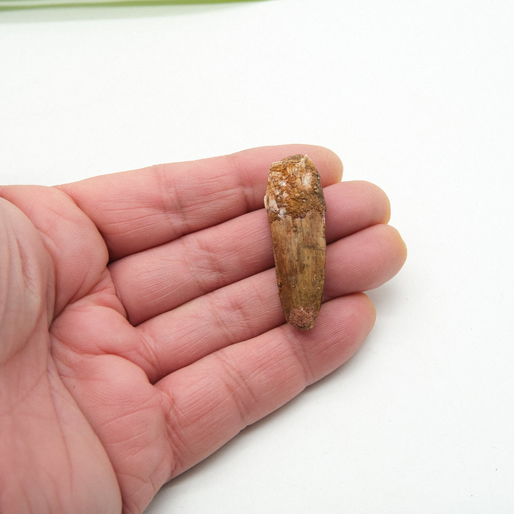 Genuine Spinosaurus Dinosaur Tooth 4cm