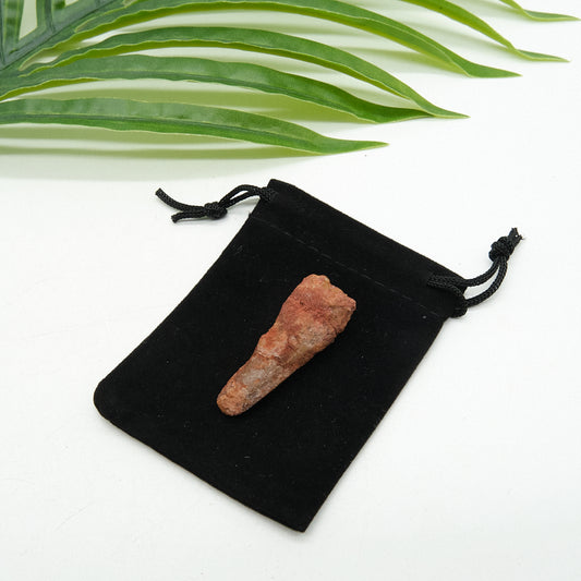 Genuine Spinosaurus Dinosaur Tooth 4.5cm