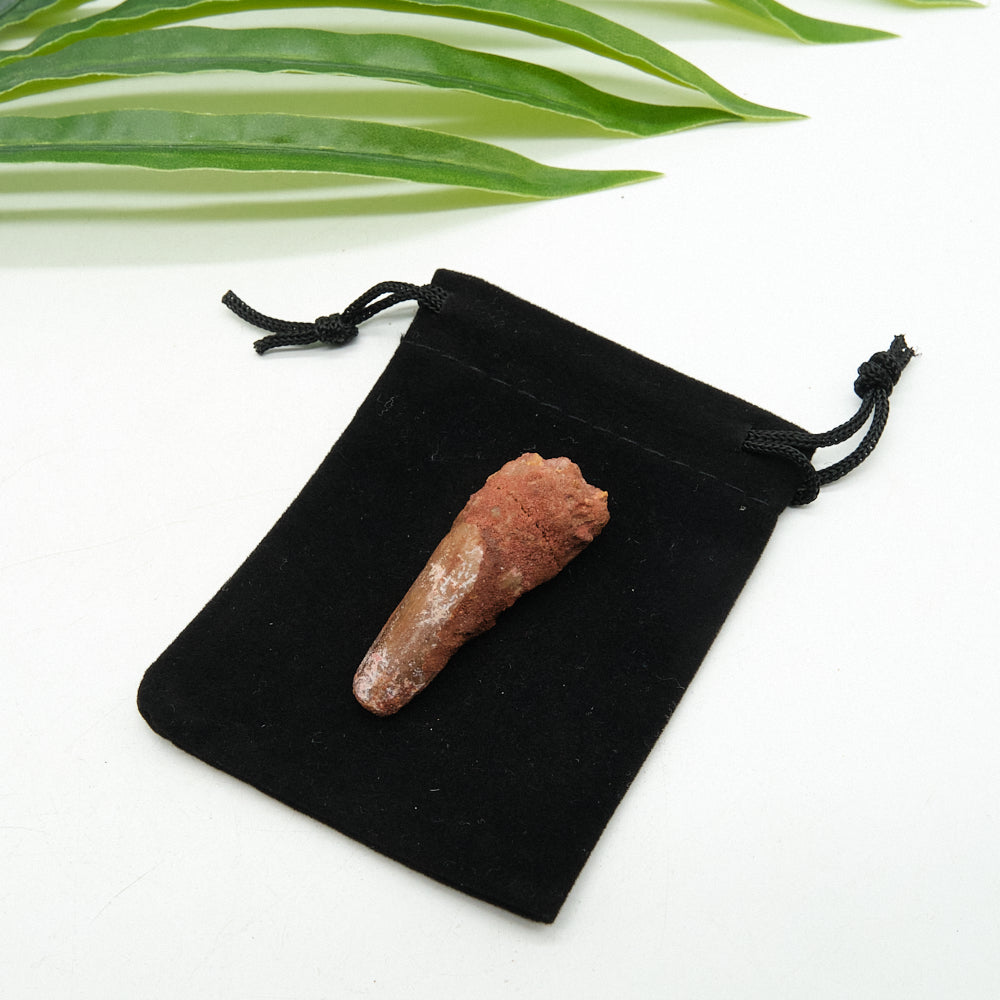 Genuine Spinosaurus Dinosaur Tooth 4.5cm