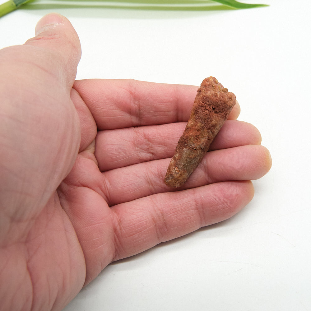 Genuine Spinosaurus Dinosaur Tooth 4.5cm