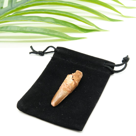 Genuine Spinosaurus Dinosaur Tooth 4cm