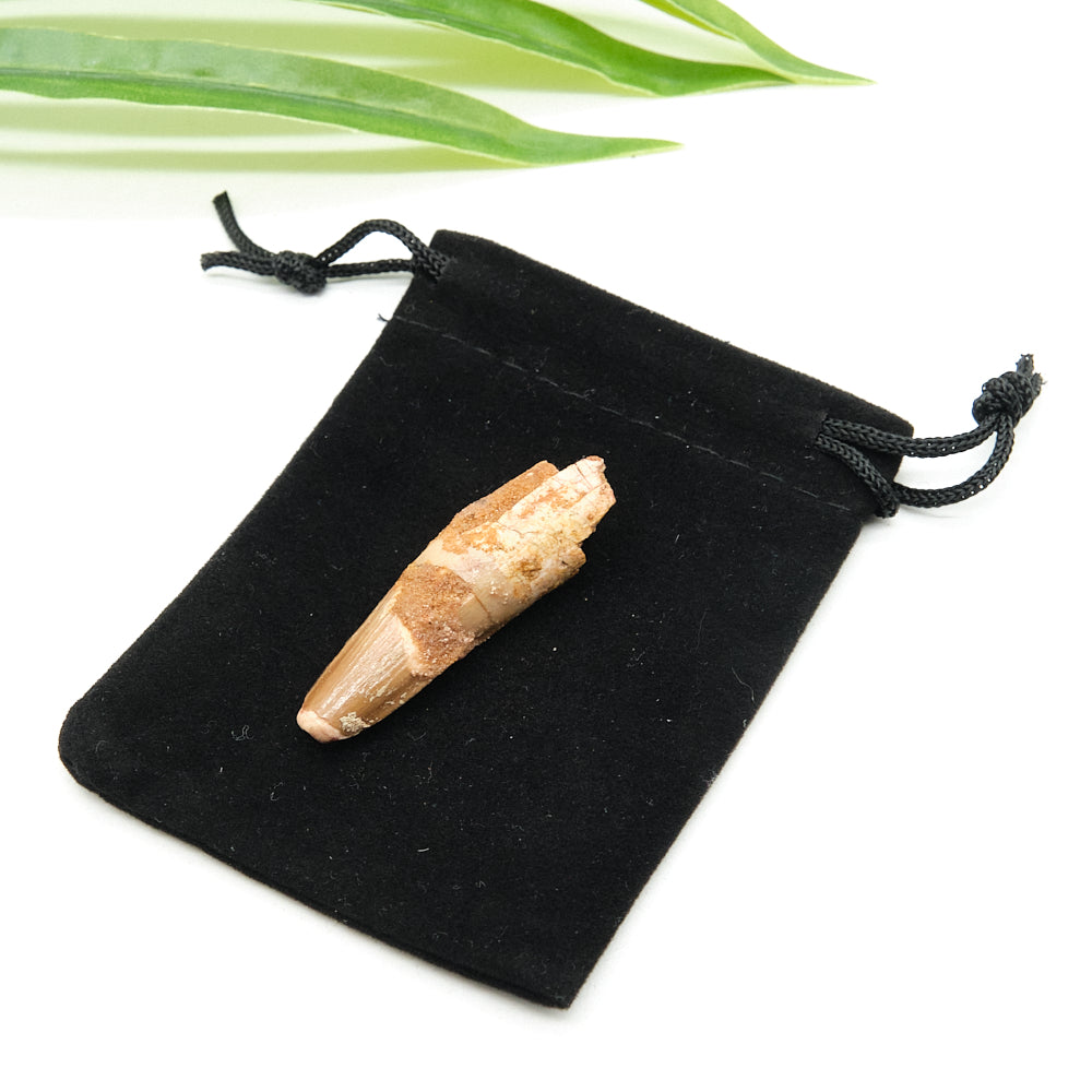 Genuine Spinosaurus Dinosaur Tooth 4cm