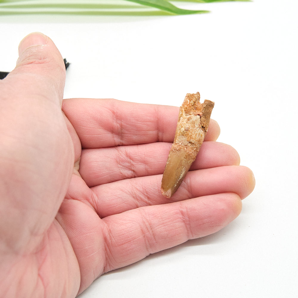 Genuine Spinosaurus Dinosaur Tooth 4cm