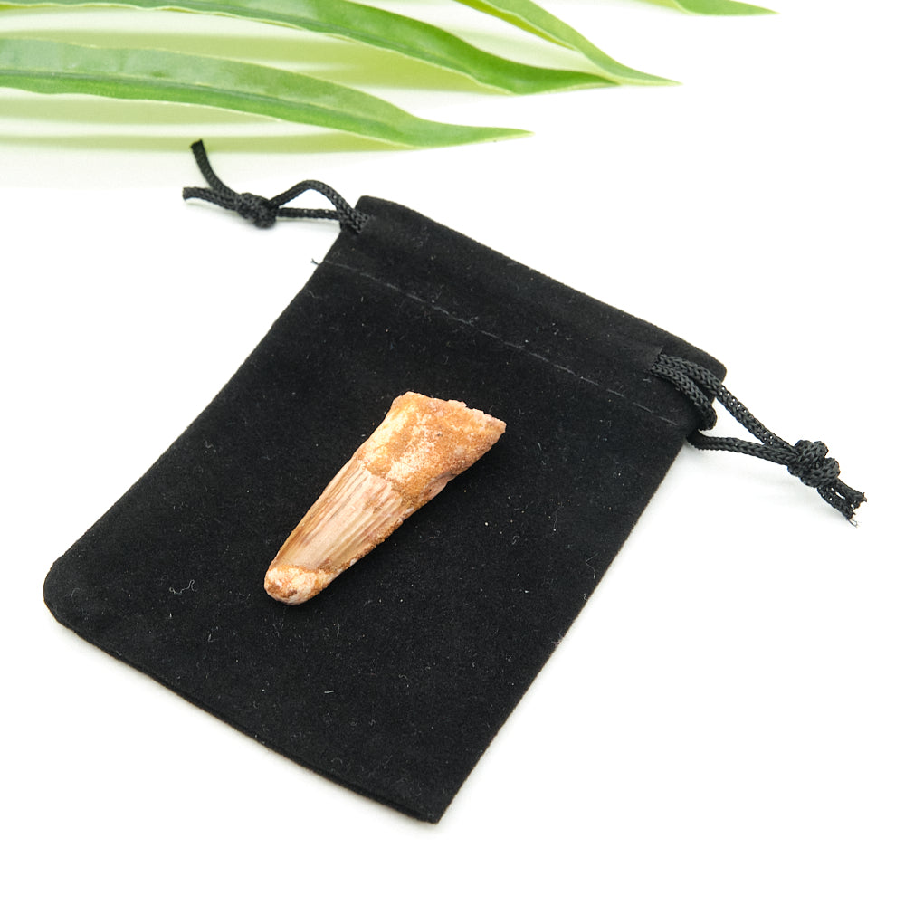 Genuine Spinosaurus Dinosaur Tooth 4cm