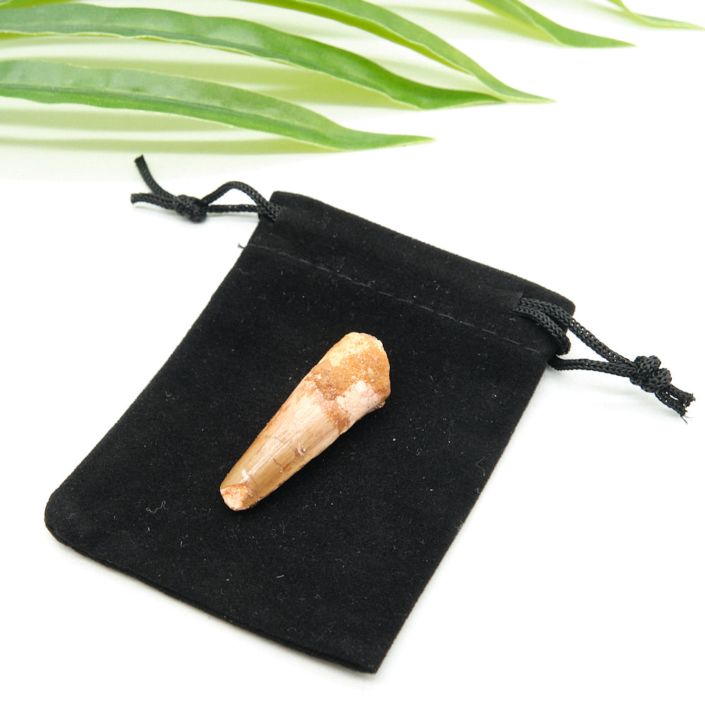 Genuine Spinosaurus Dinosaur Tooth 4cm