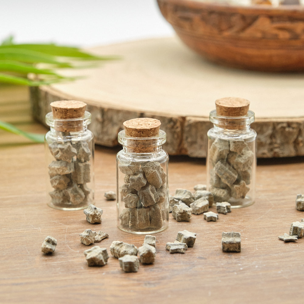 Crinoid Star Fossils In 3 Bottles Gift Set