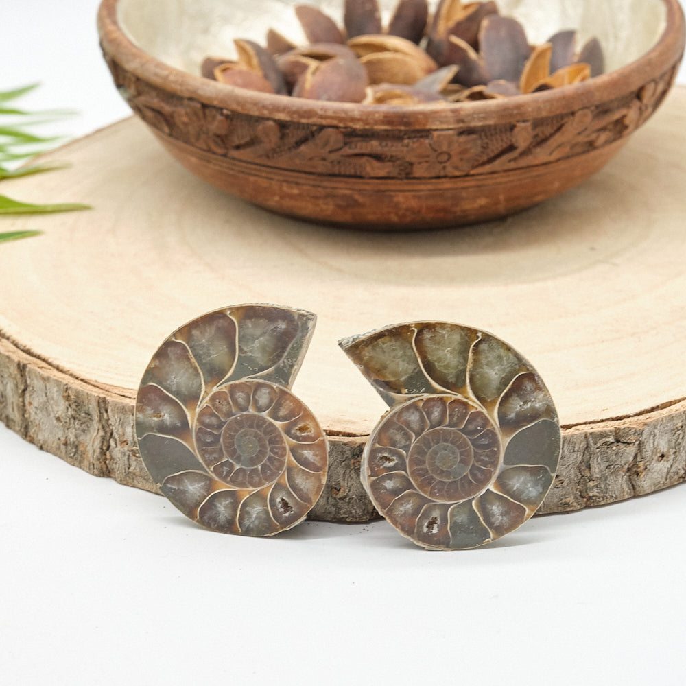 Large Genuine Ammonite Pairs 4-8cm
