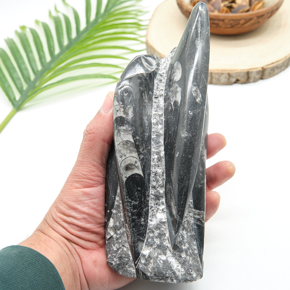 Large Orthoceras Sculpture