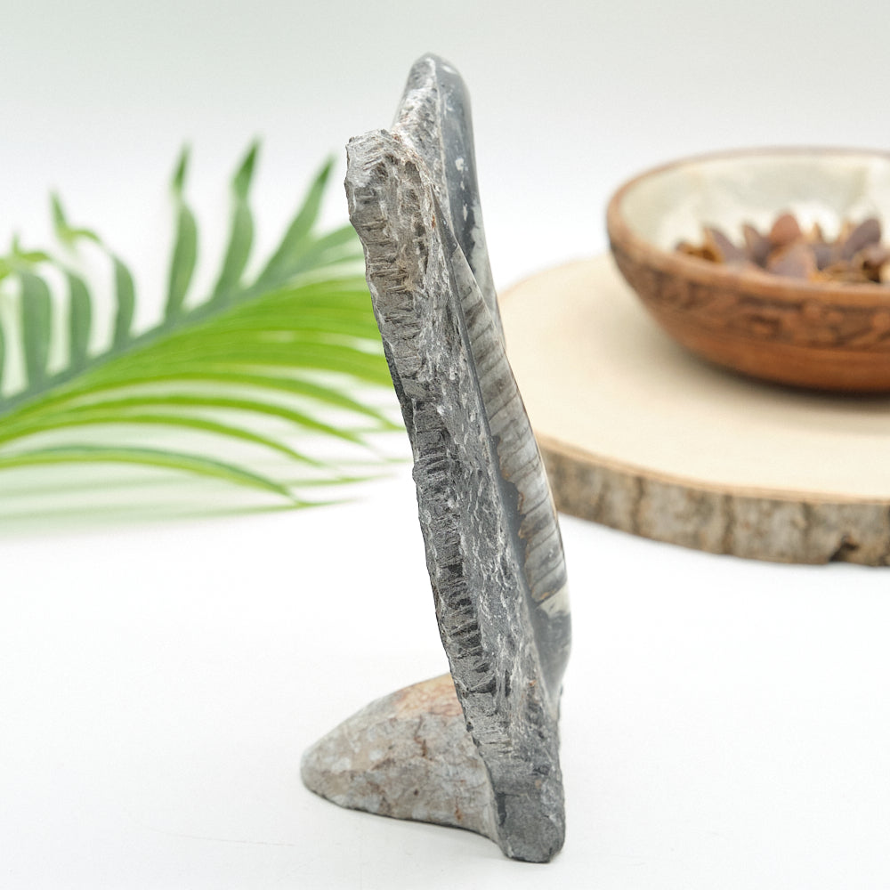 Large Goniatite and Orthoceras Freestanding Fossil Slab