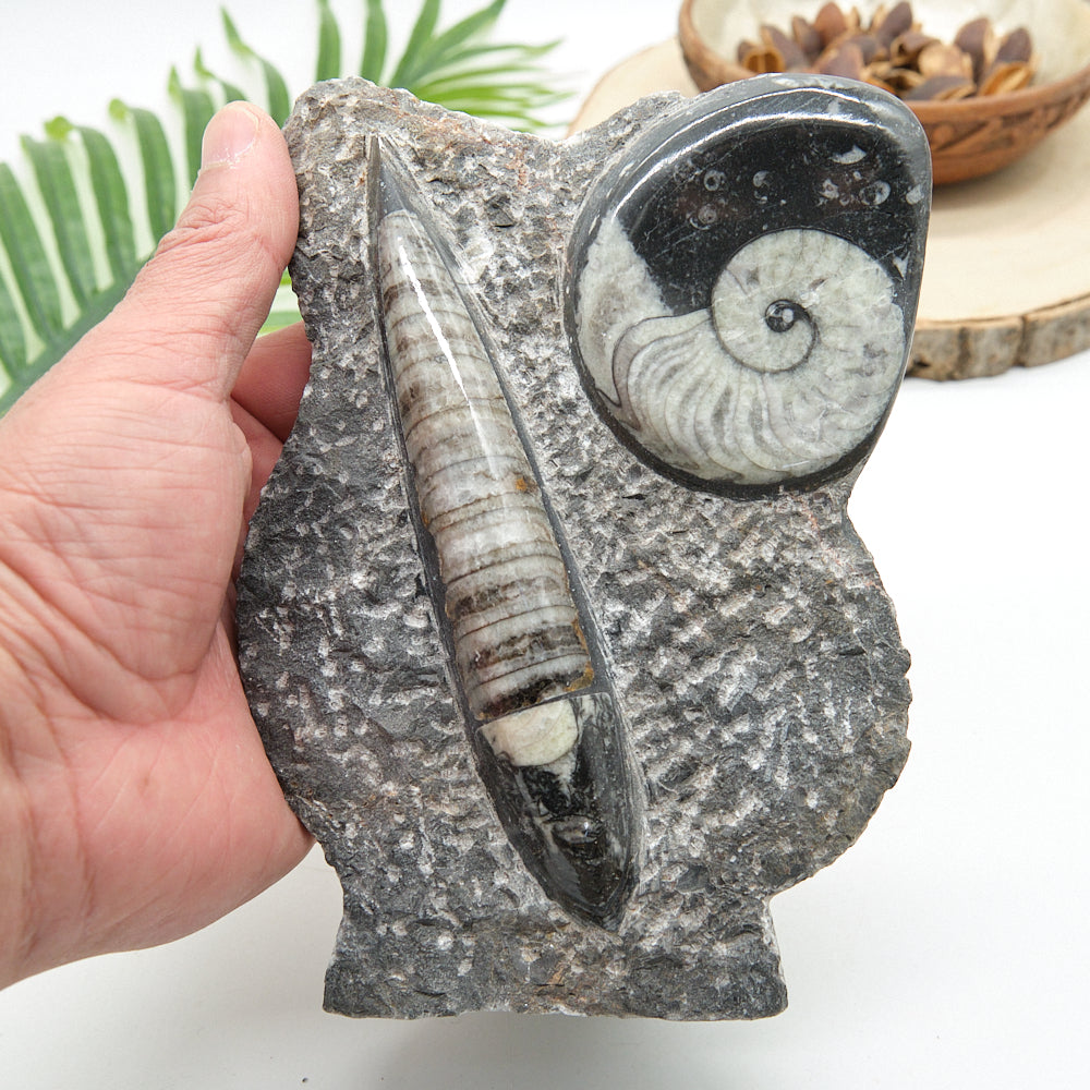 Large Goniatite and Orthoceras Freestanding Fossil Slab