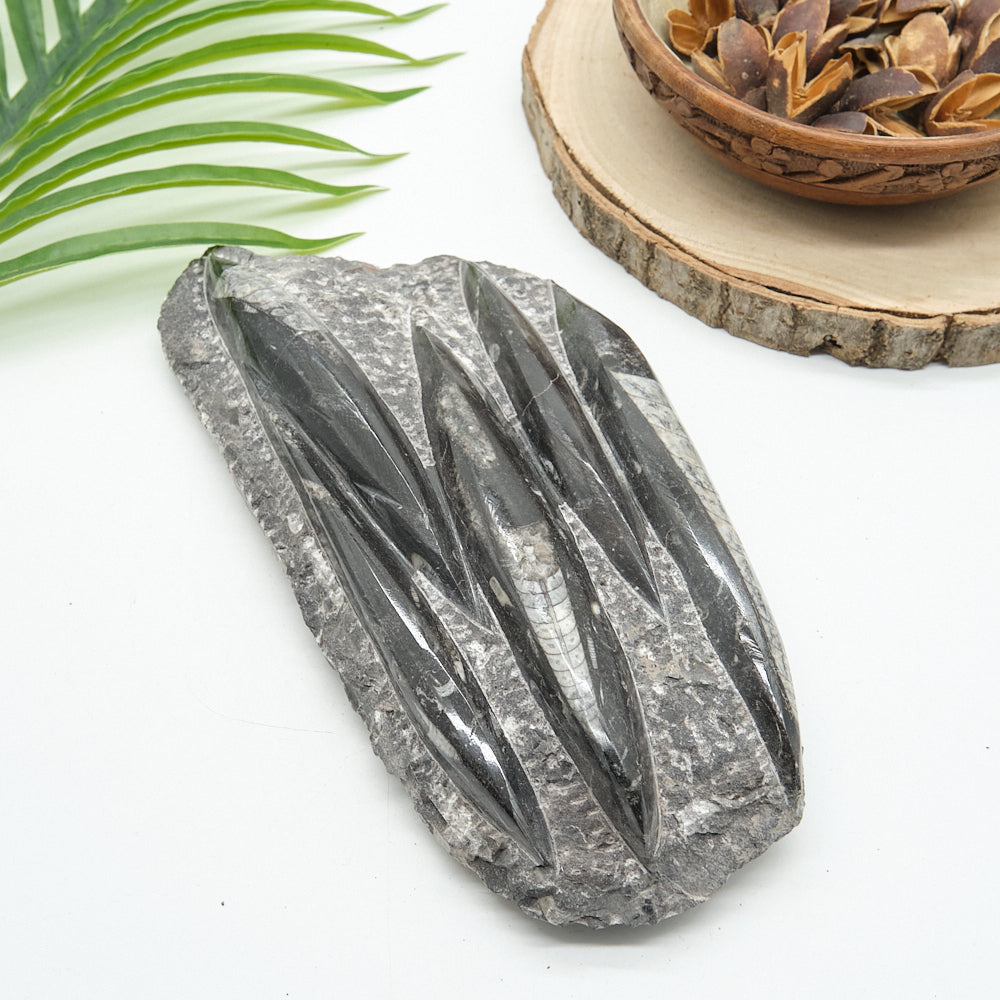 Large Black Orthoceras Slab 1545g