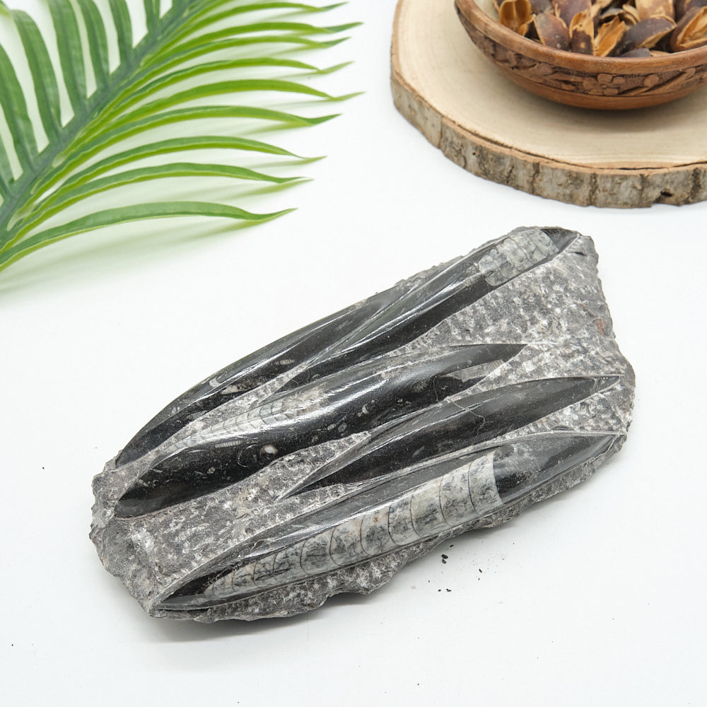 Large Black Orthoceras Slab 1545g