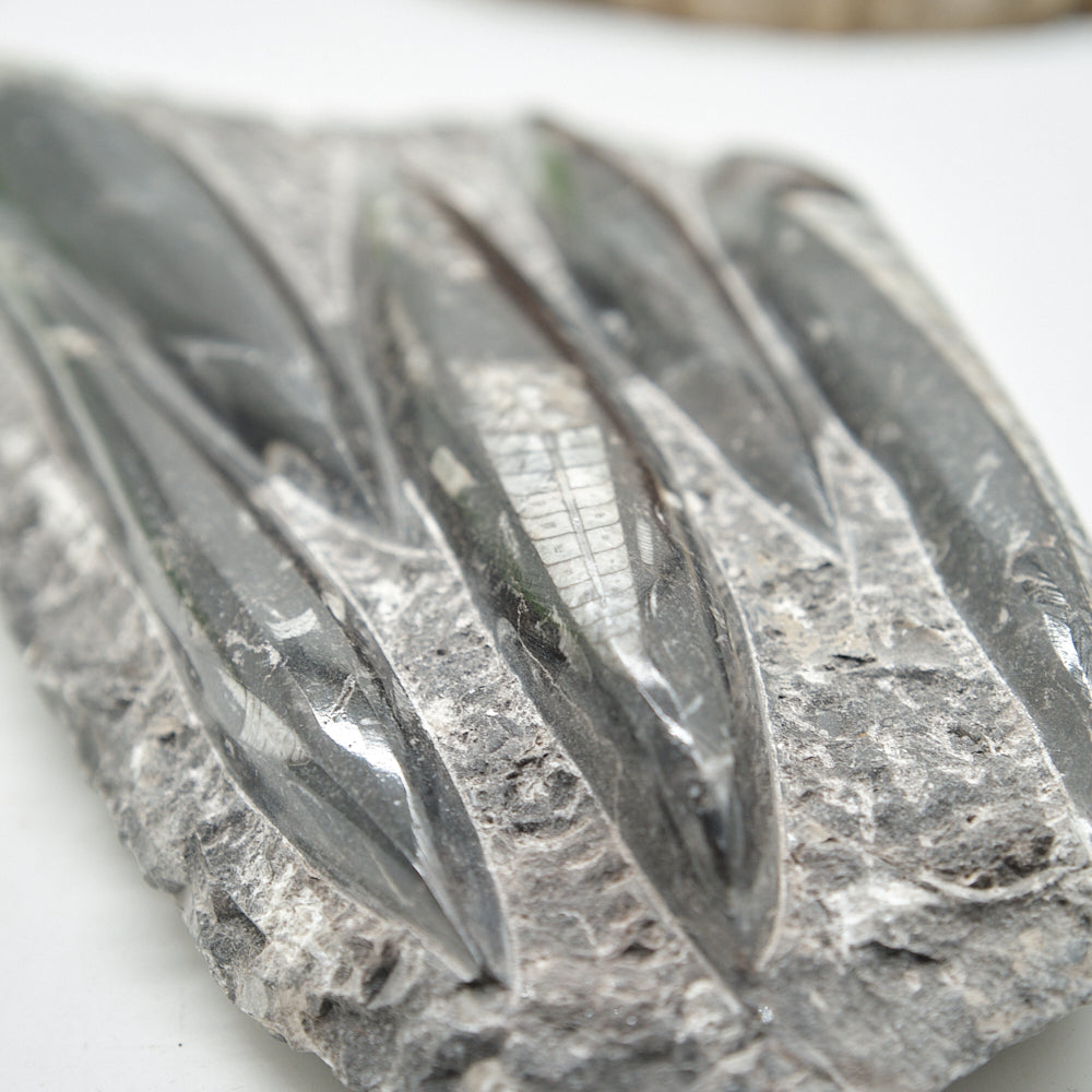 Large Black Orthoceras Slab 1545g
