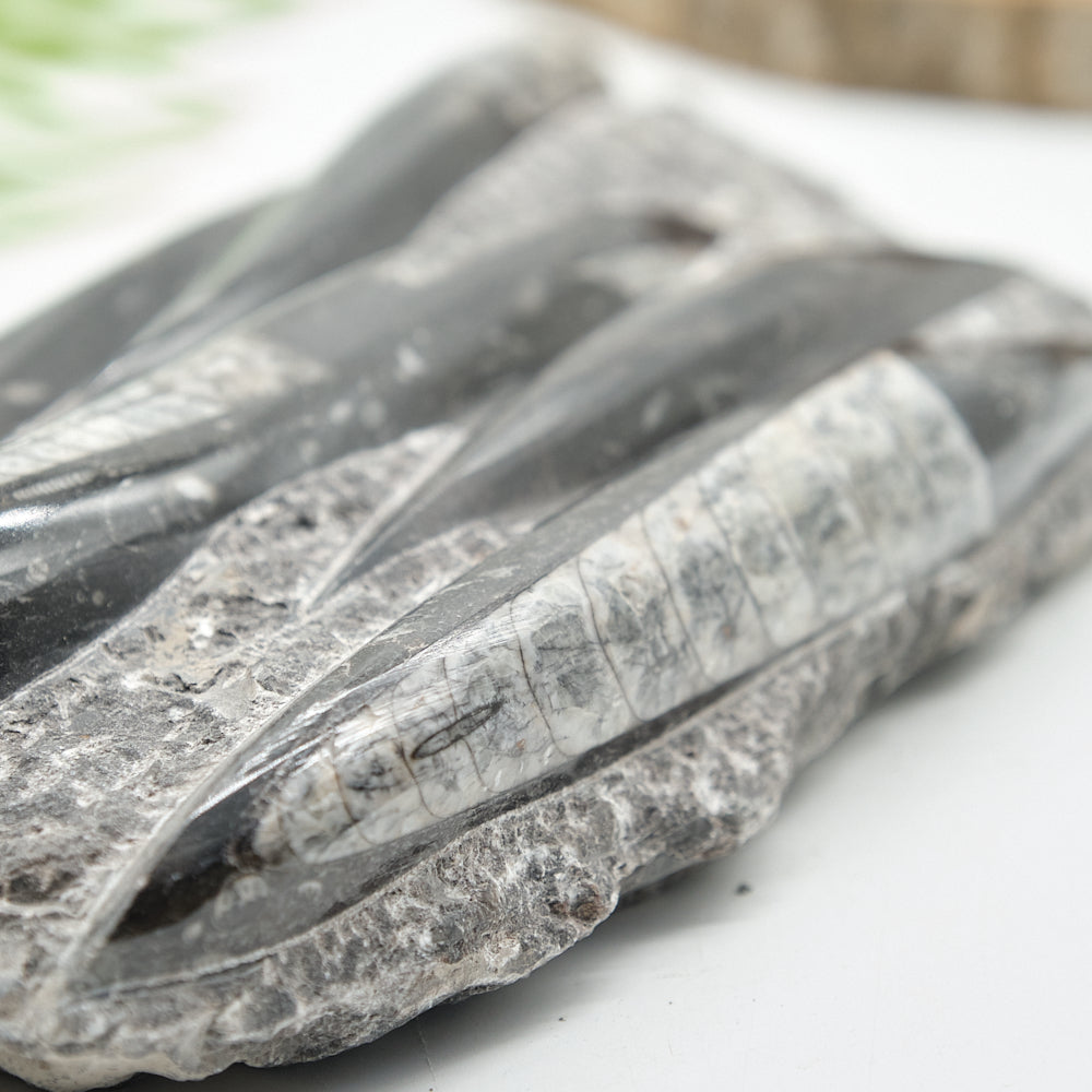 Large Black Orthoceras Slab 1545g