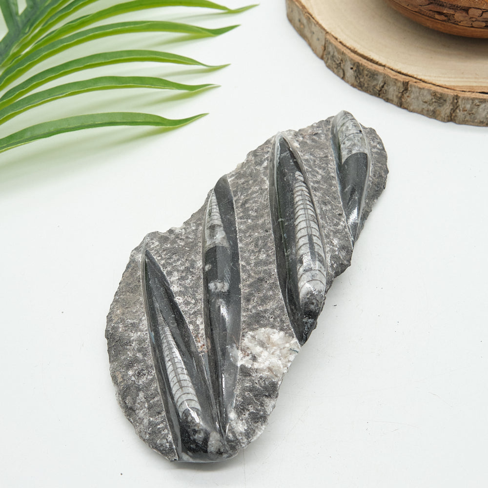 Large Black Orthoceras Slab 671g
