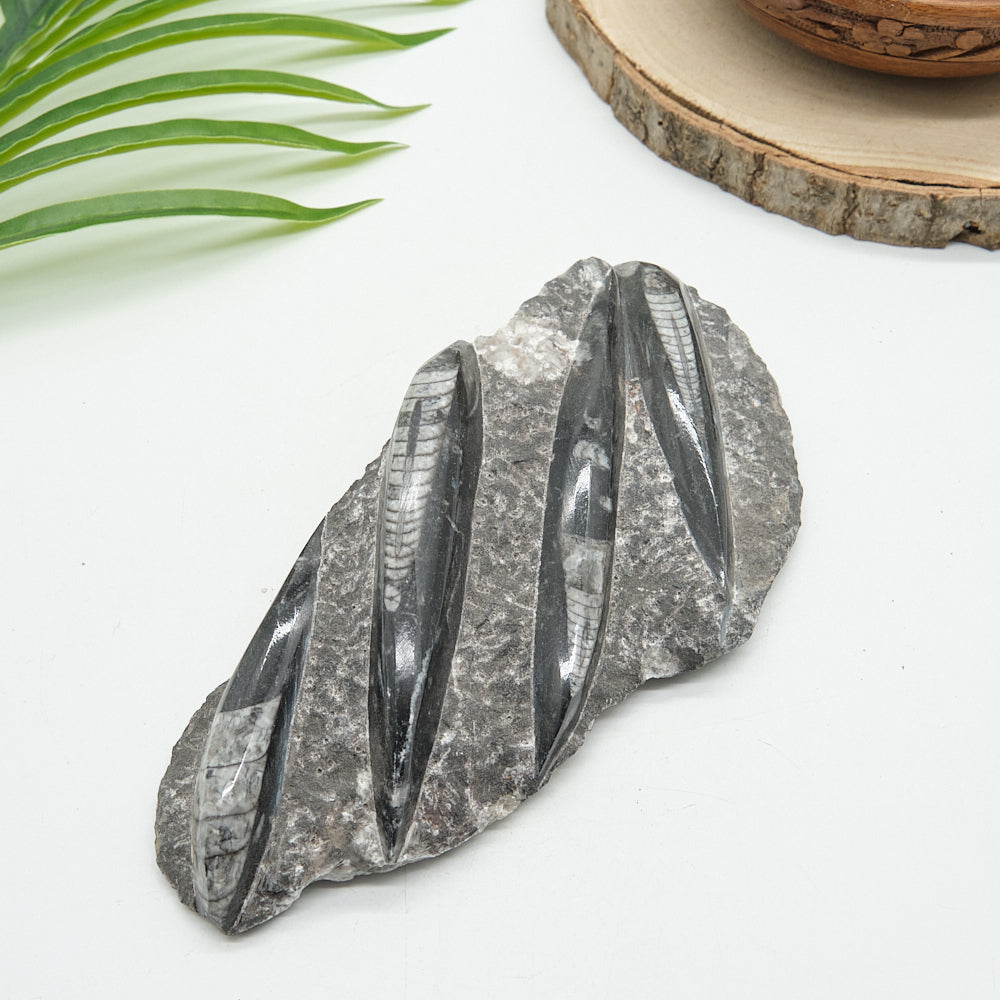 Large Black Orthoceras Slab 671g