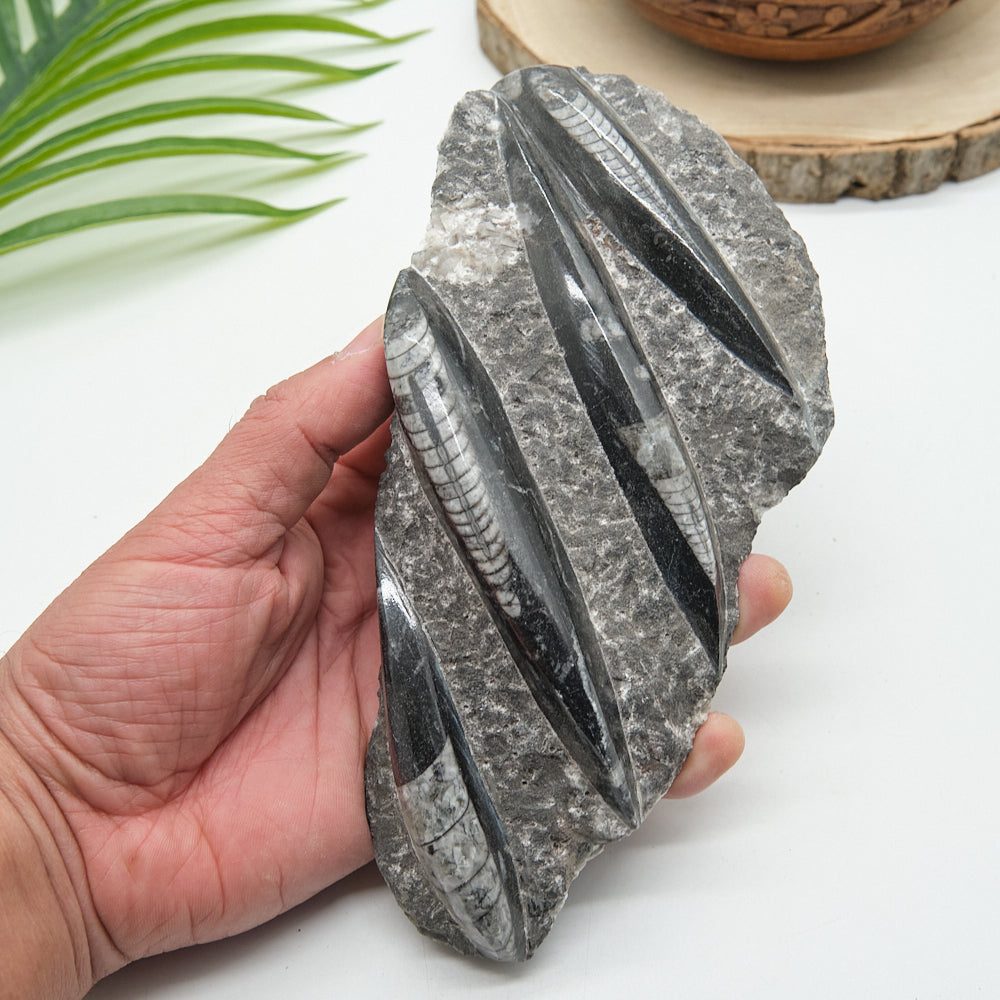 Large Black Orthoceras Slab 671g