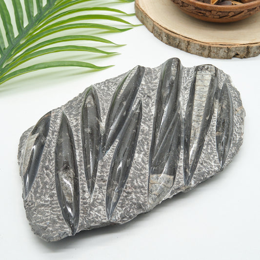 Large Black Orthoceras Slab 2092g