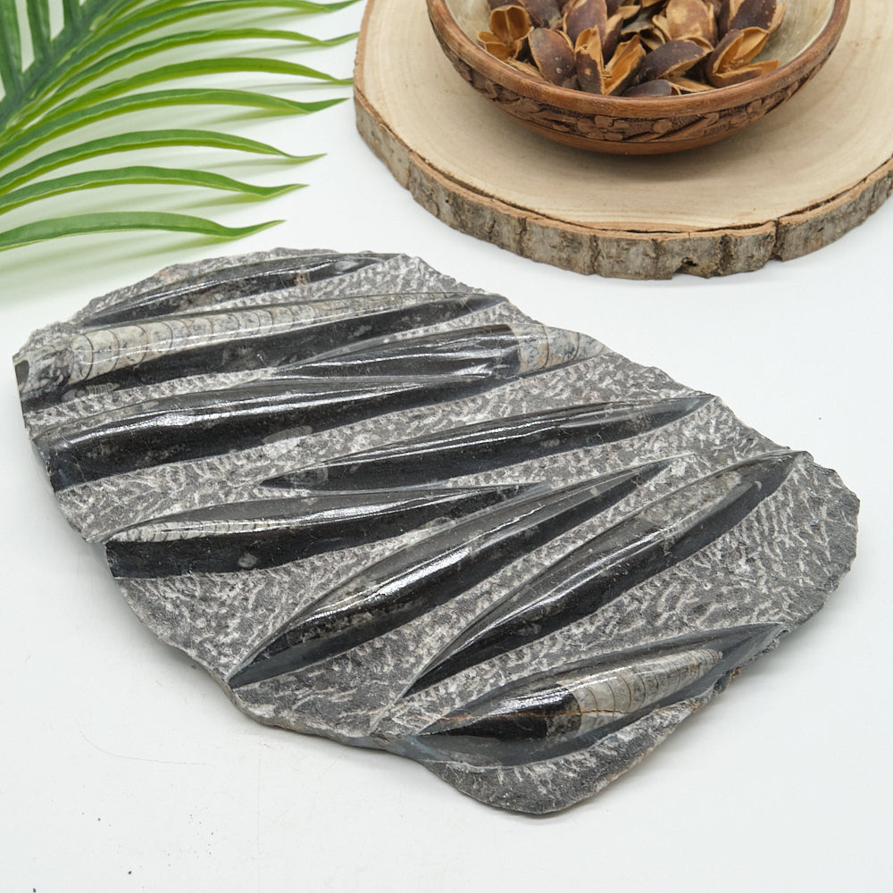 Large Black Orthoceras Slab 2092g