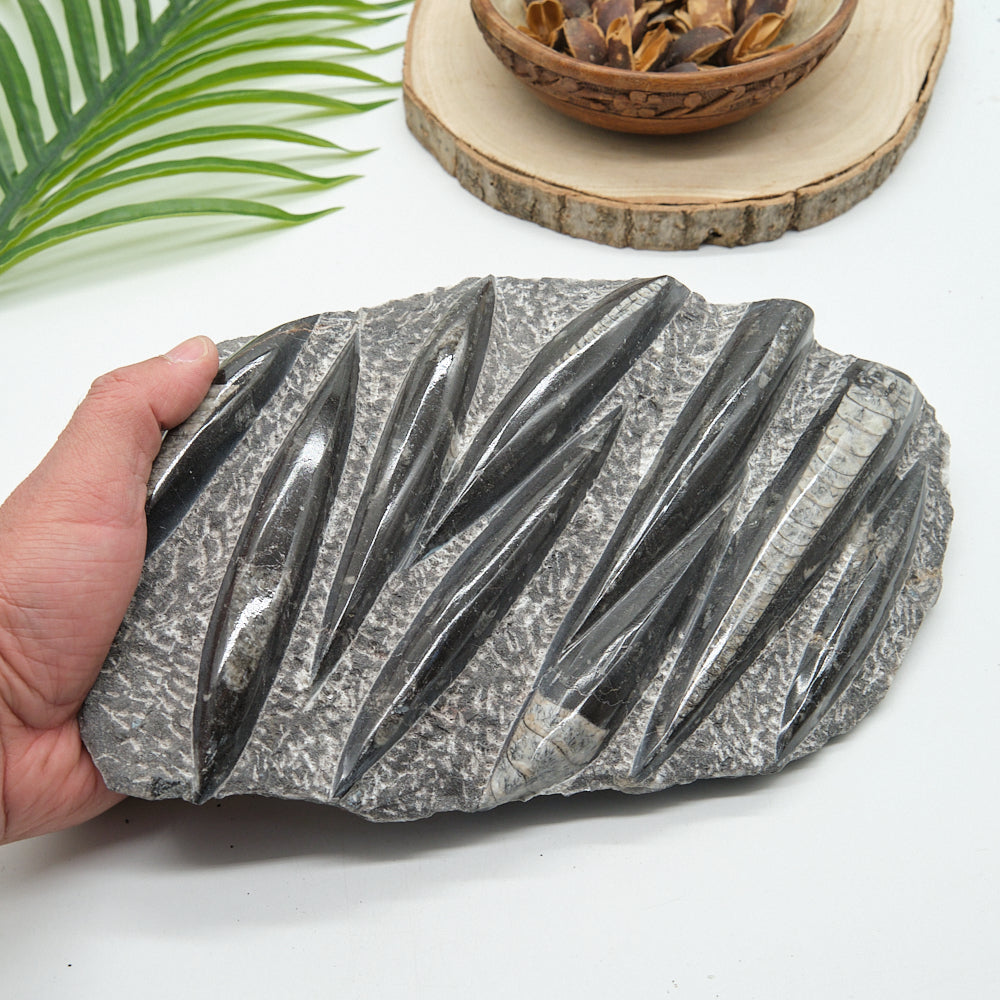 Large Black Orthoceras Slab 2092g