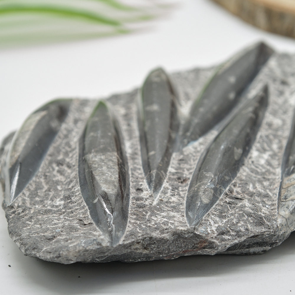 Large Black Orthoceras Slab 2092g