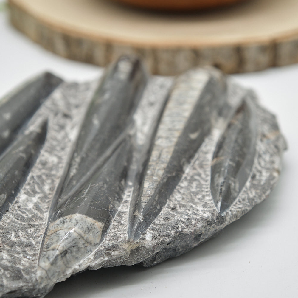 Large Black Orthoceras Slab 2092g