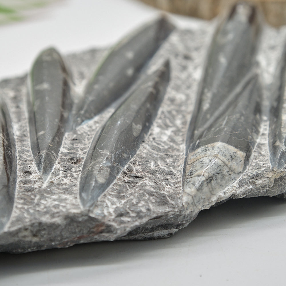 Large Black Orthoceras Slab 2092g