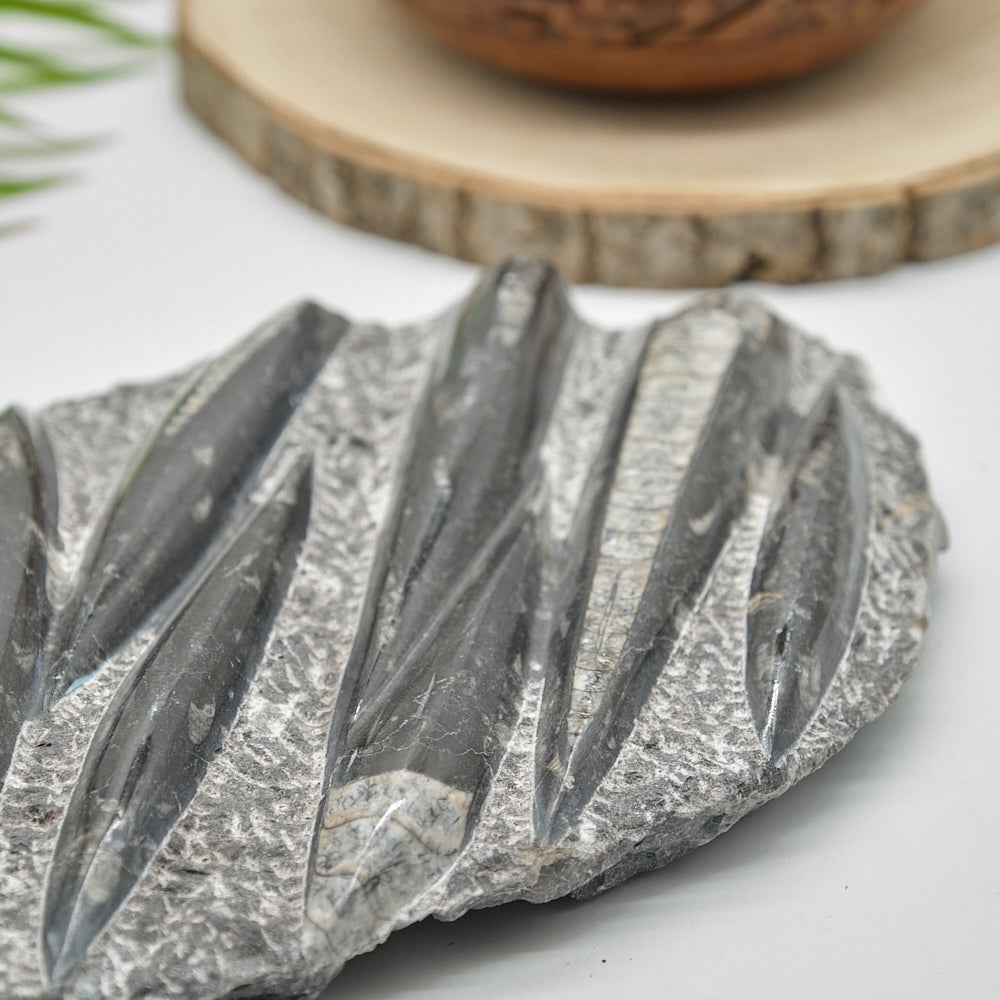 Large Black Orthoceras Slab 2092g