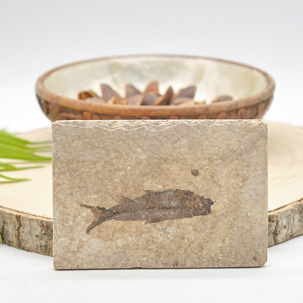Knightia Fossil Fish On Natural Rock 10 x 7cm
