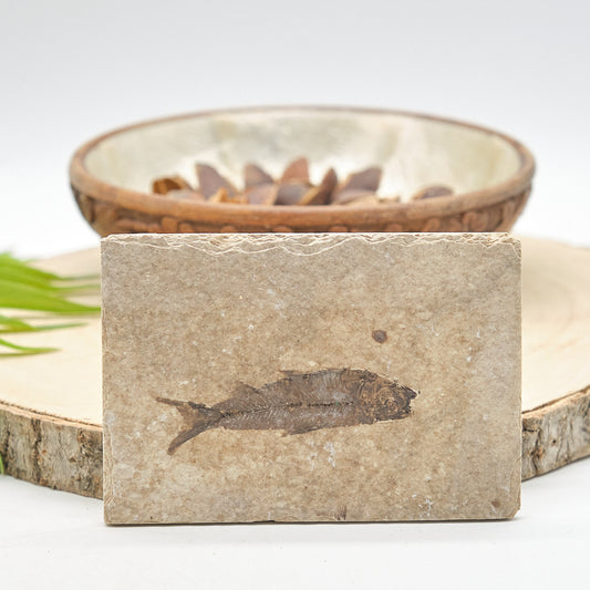 Knightia Fossil Fish On Natural Rock 10 x 7cm