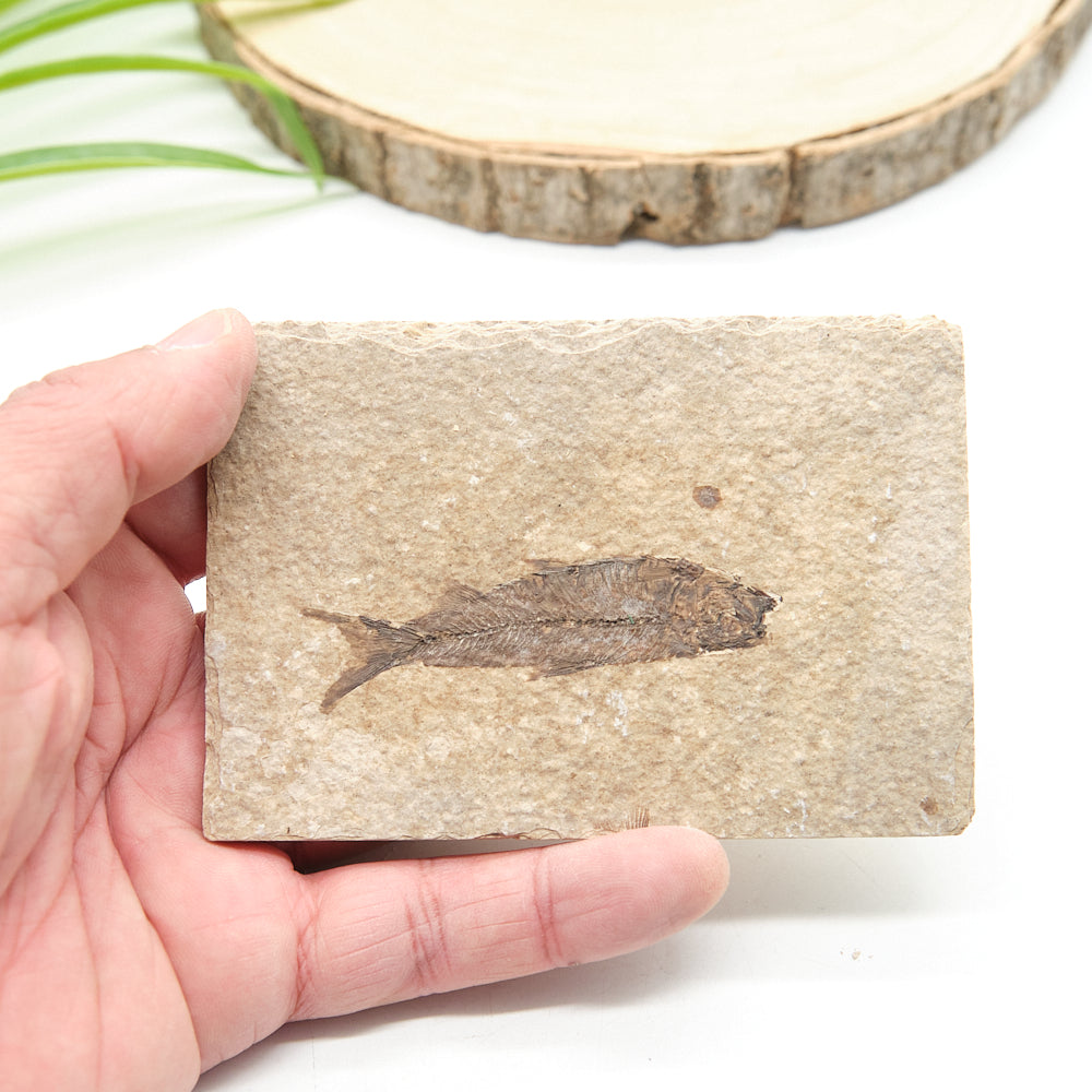 Knightia Fossil Fish On Natural Rock 10 x 7cm