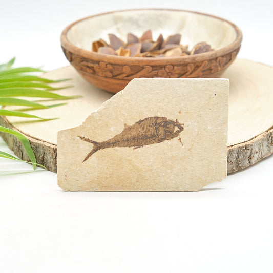 Knightia Fossil Fish On Natural Rock 11 x 7cm