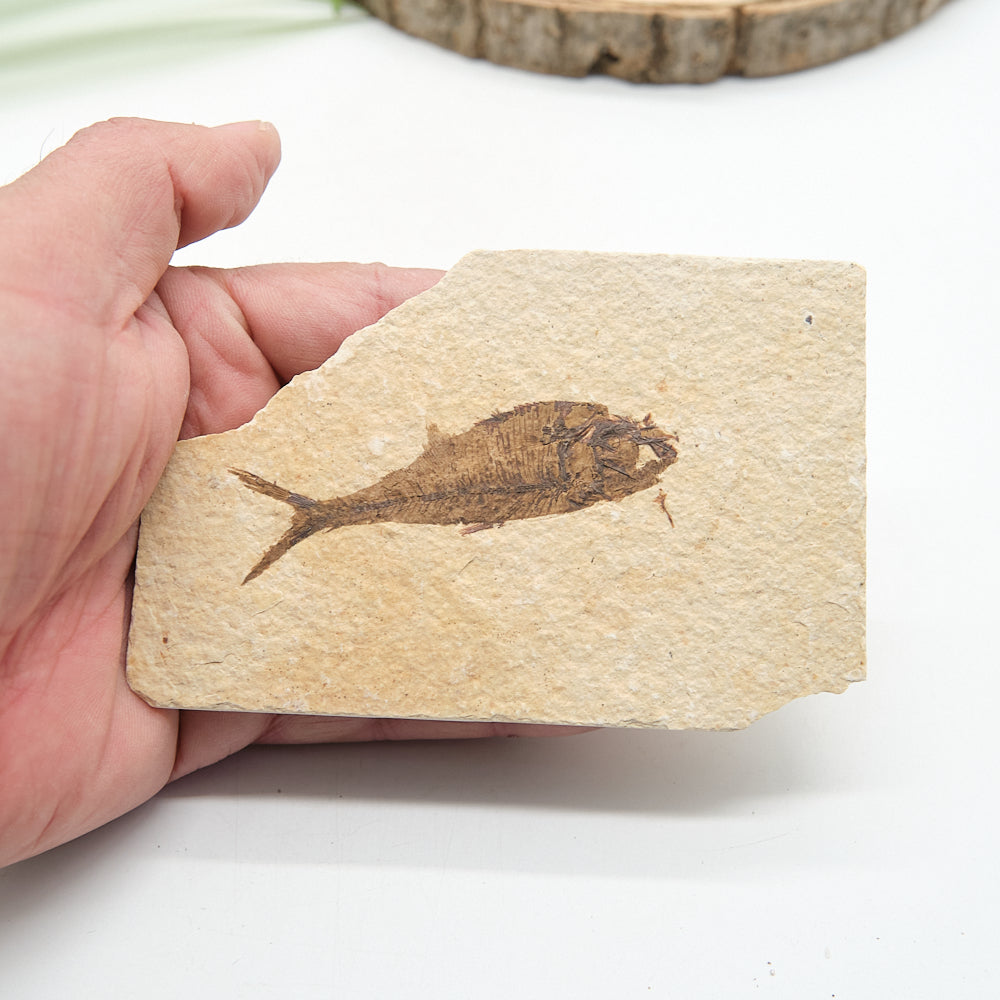 Knightia Fossil Fish On Natural Rock 11 x 7cm