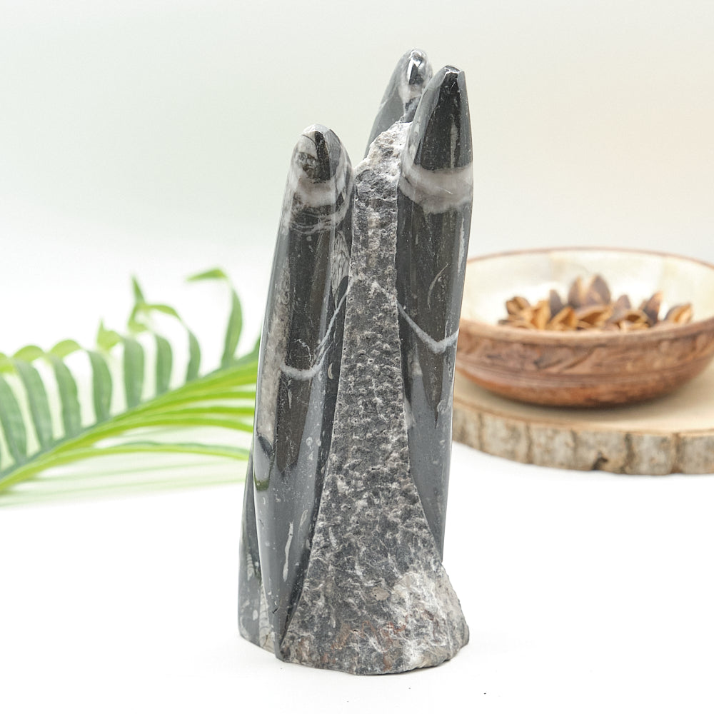 Large Orthoceras Sculpture 20cm