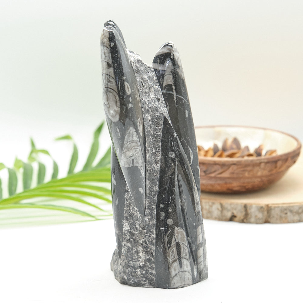Large Orthoceras Sculpture 20cm