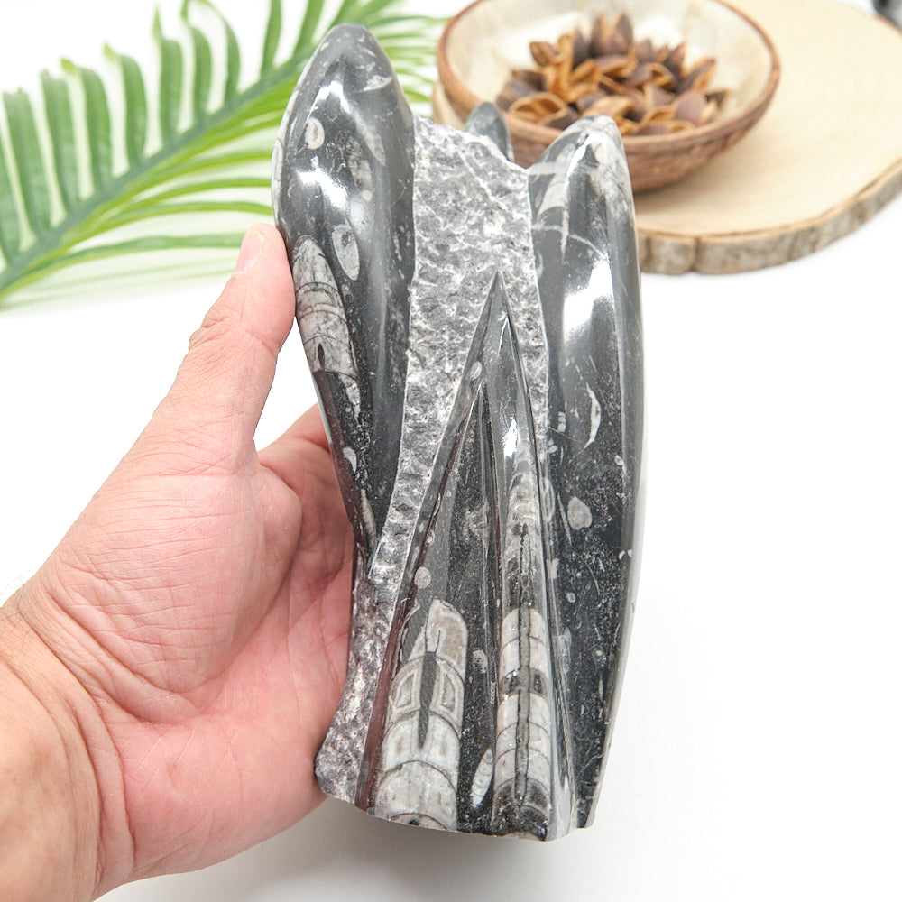 Large Orthoceras Sculpture 20cm