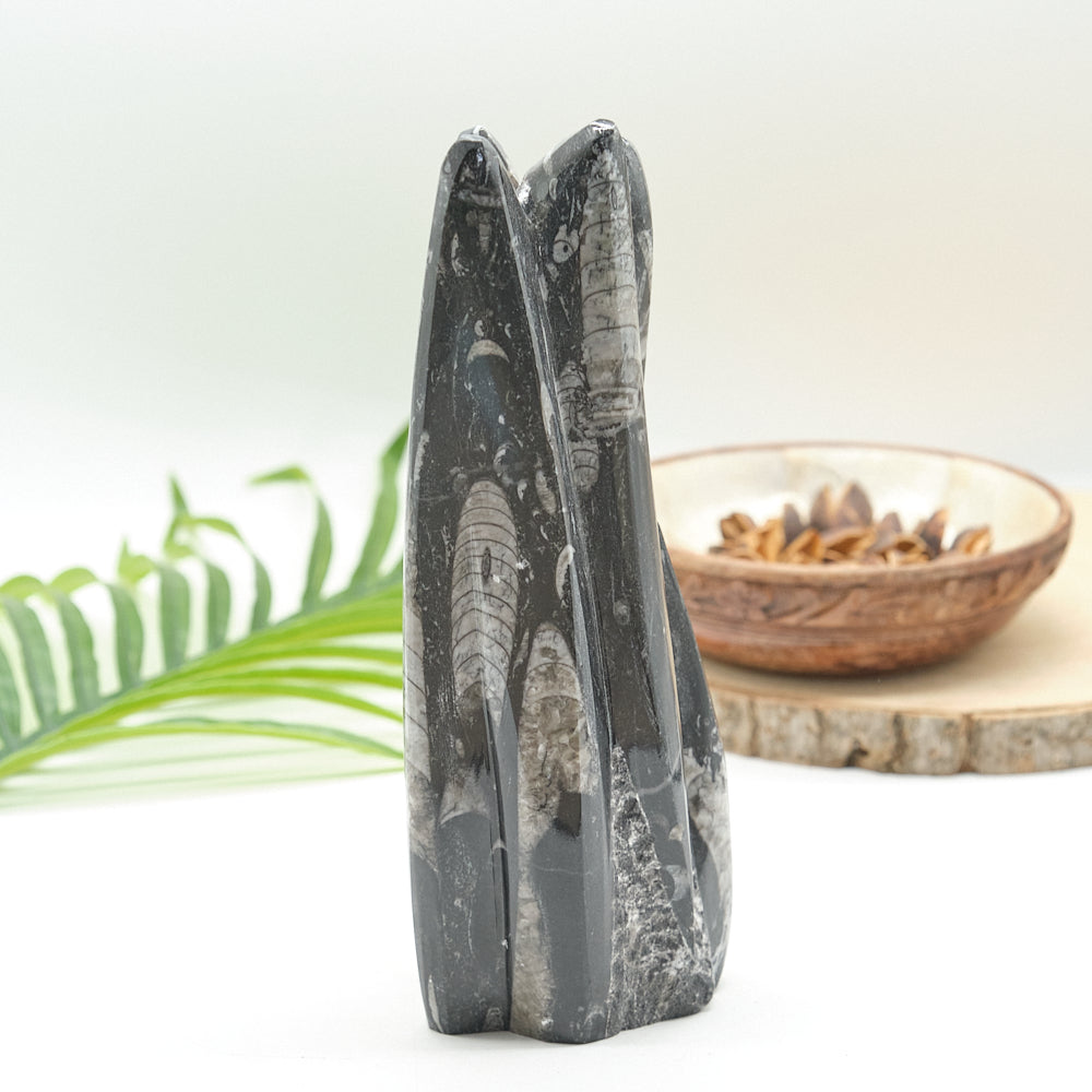 Large Orthoceras Sculpture 21cm