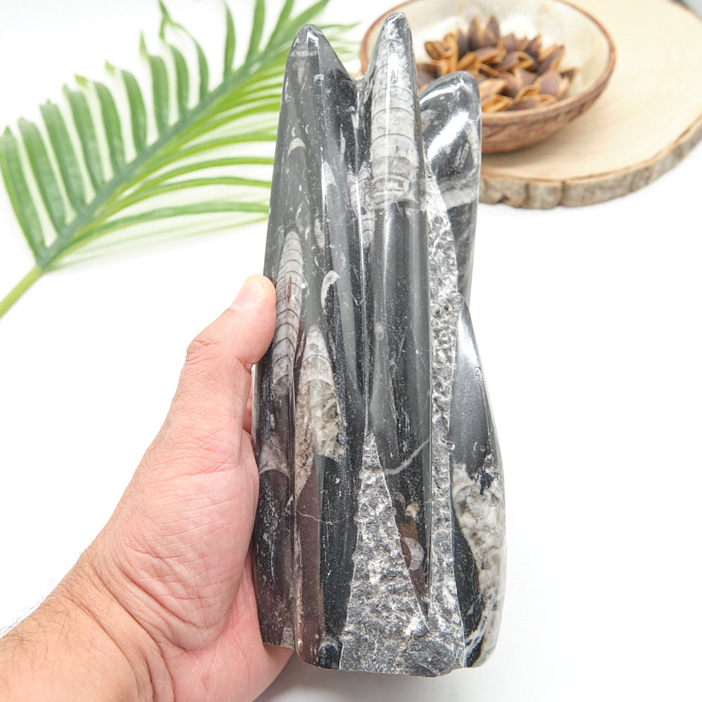 Large Orthoceras Sculpture 21cm