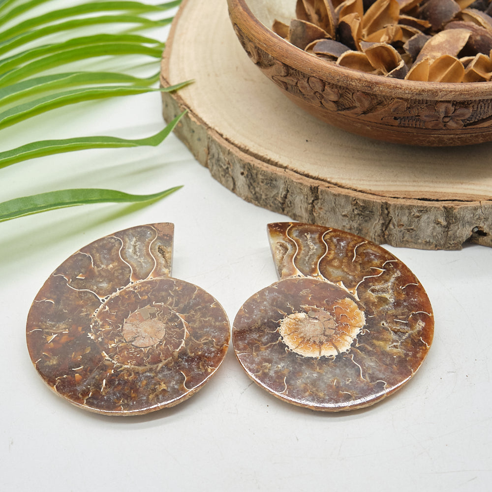 Large Ammonite Fossil Pair 8 x 6cm