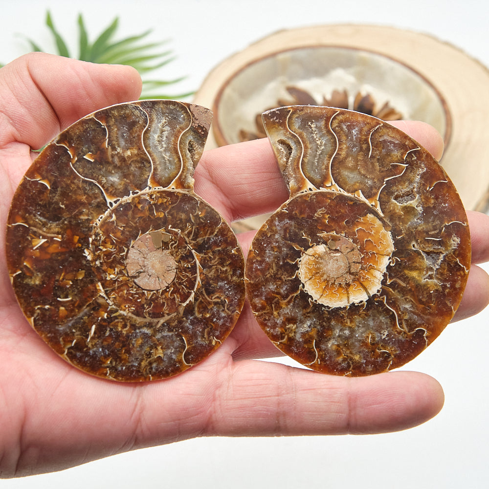 Large Ammonite Fossil Pair 8 x 6cm