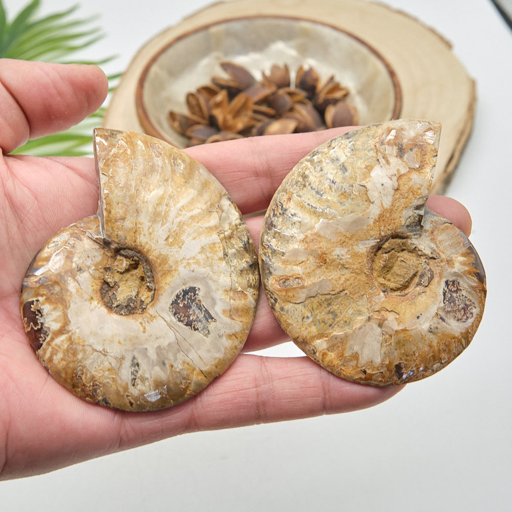 Large Ammonite Fossil Pair 8 x 6cm