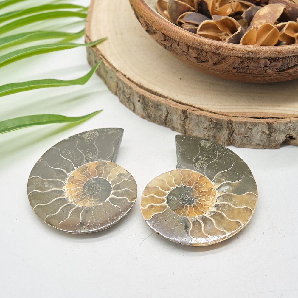 Large Ammonite Fossil Pair 7 x 6cm