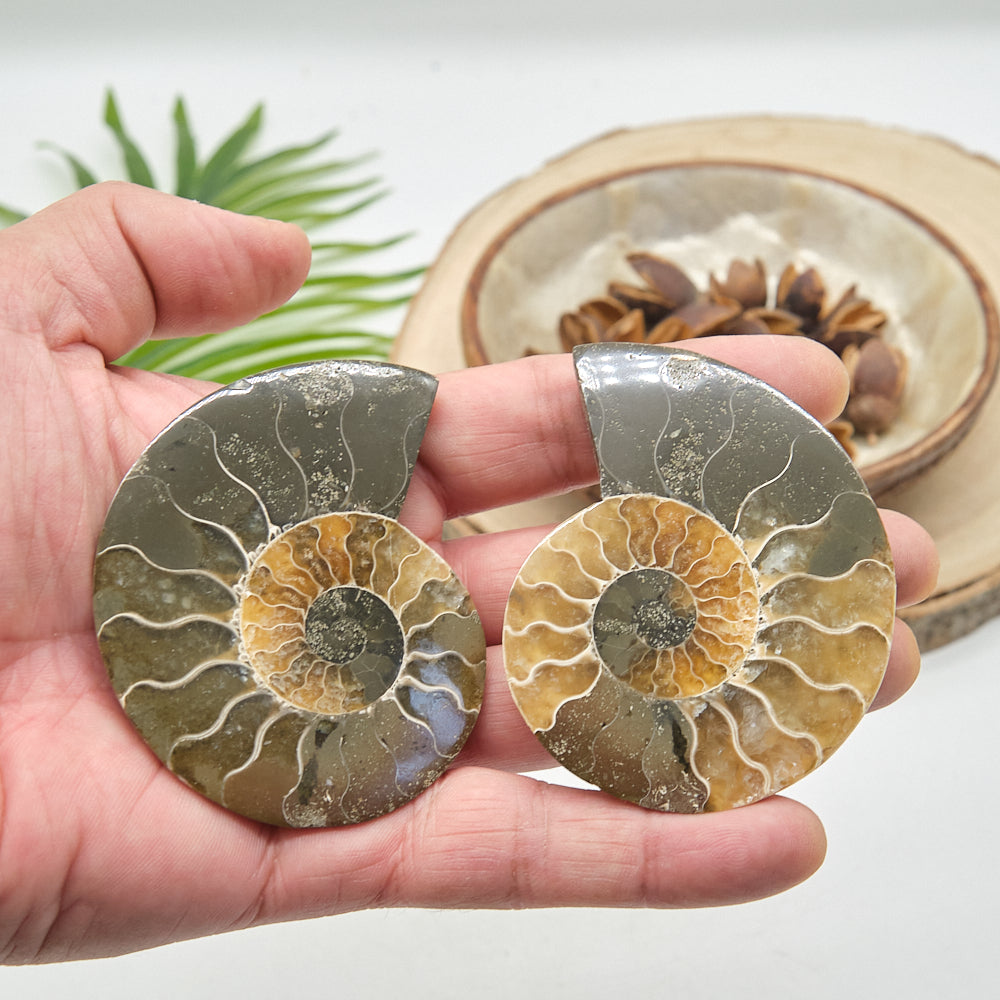 Large Ammonite Fossil Pair 7 x 6cm