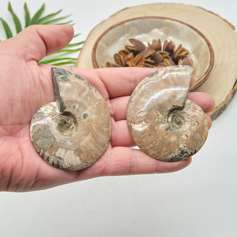Large Ammonite Fossil Pair 7 x 6cm