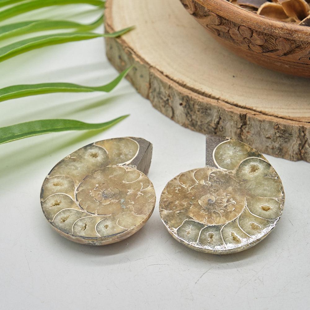 Large Ammonite Fossil Pair 6 x 5cm