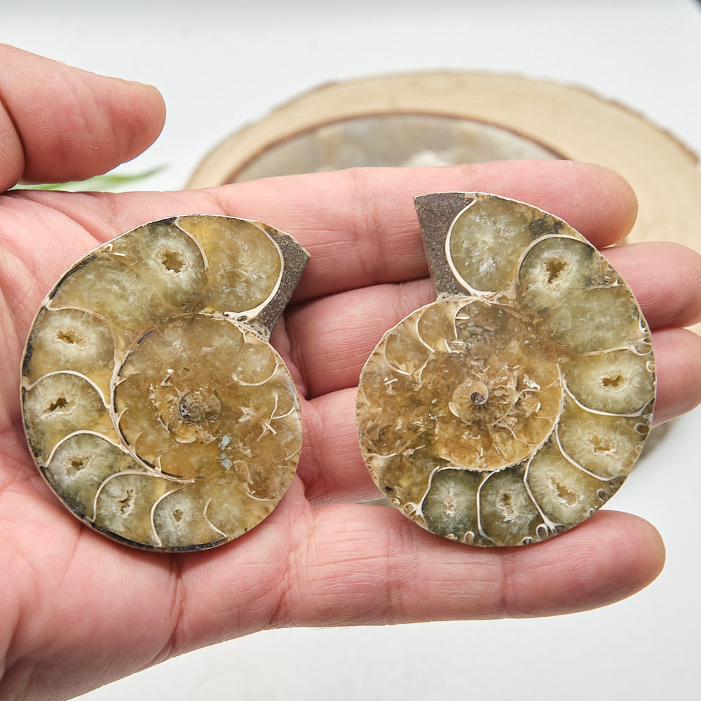 Large Ammonite Fossil Pair 6 x 5cm