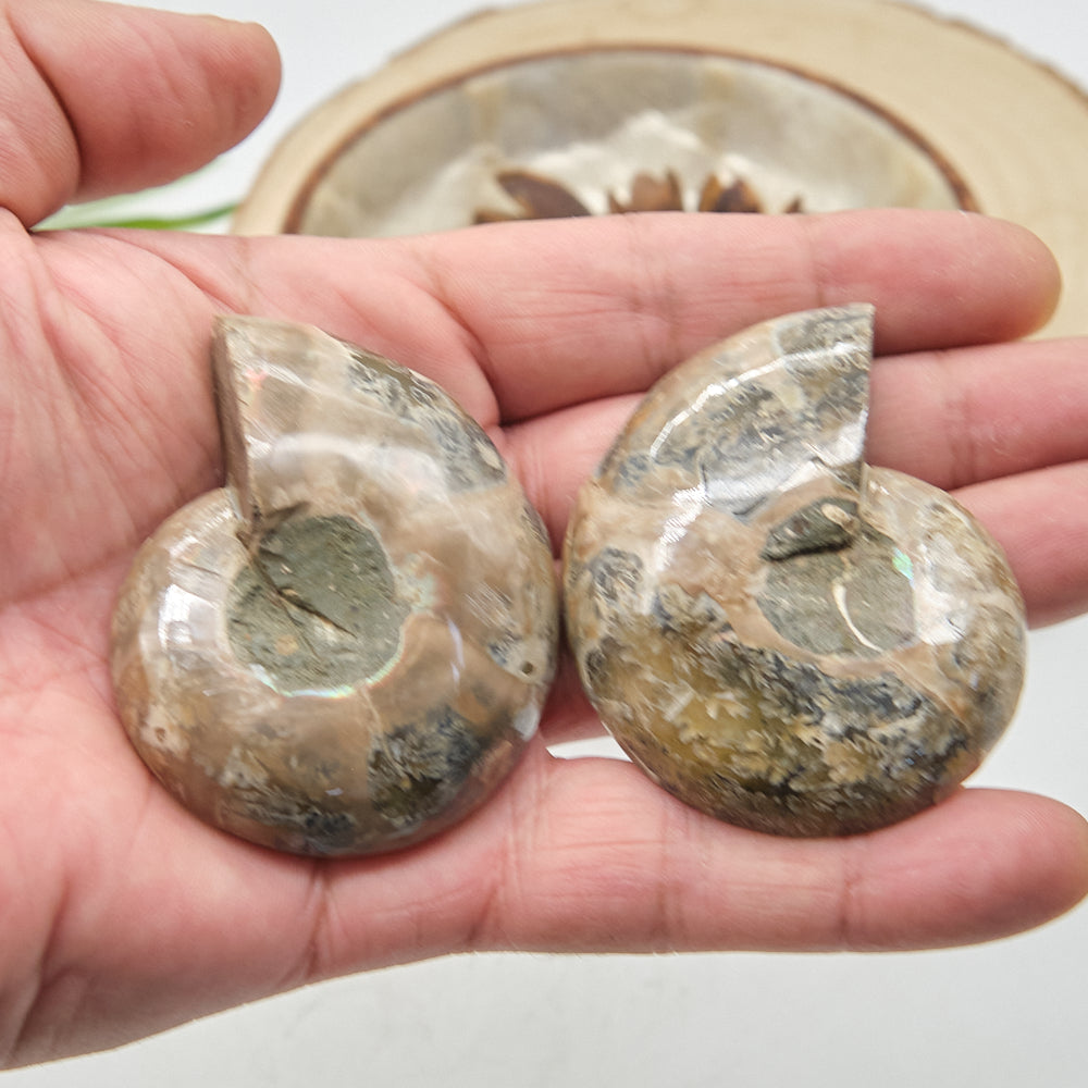 Large Ammonite Fossil Pair 6 x 5cm
