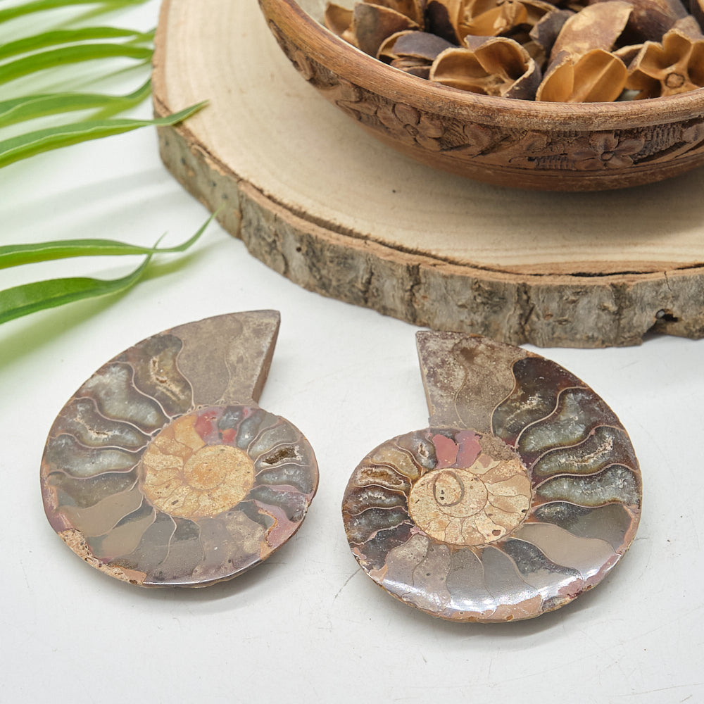 Large Ammonite Fossil Pair 8 x 6cm