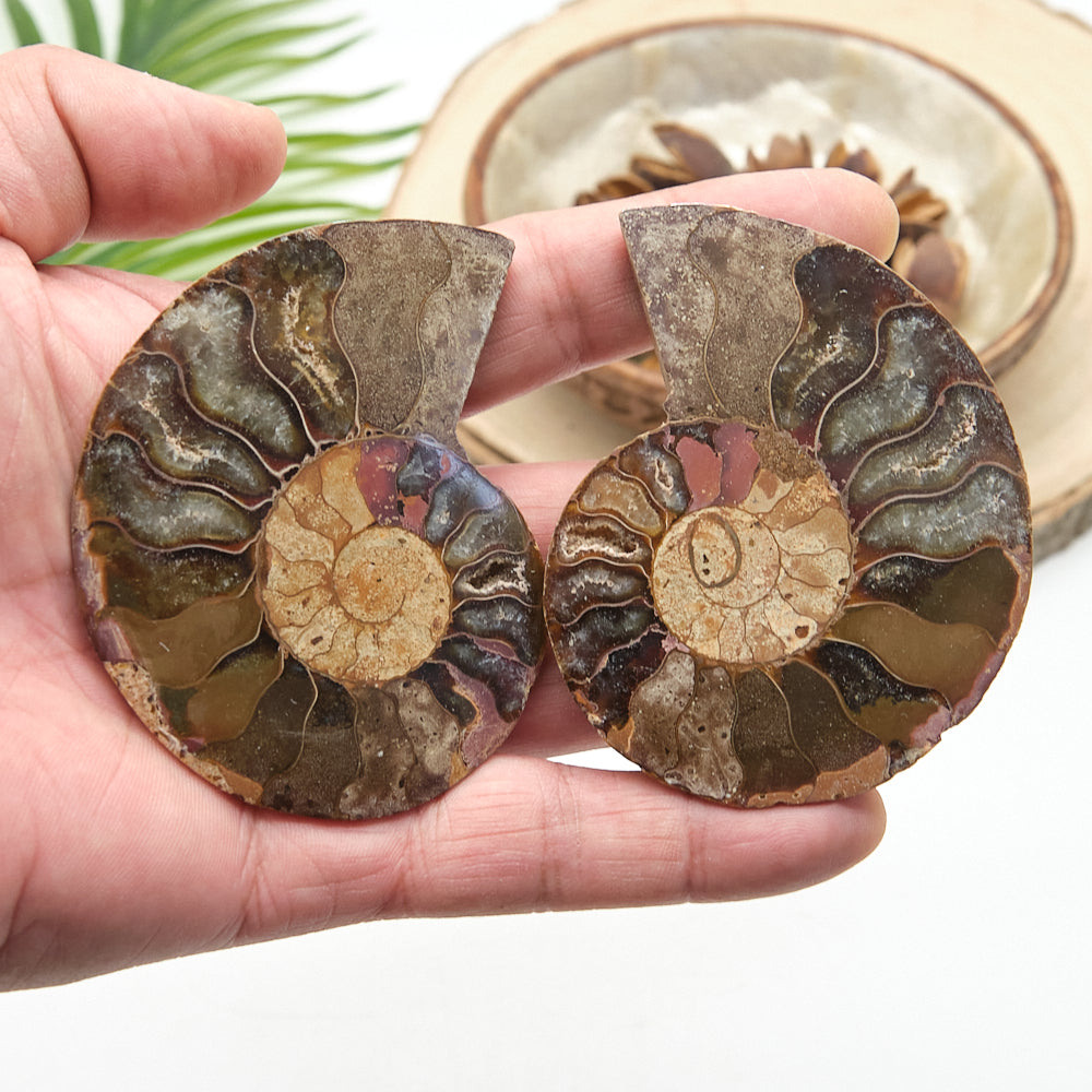 Large Ammonite Fossil Pair 8 x 6cm
